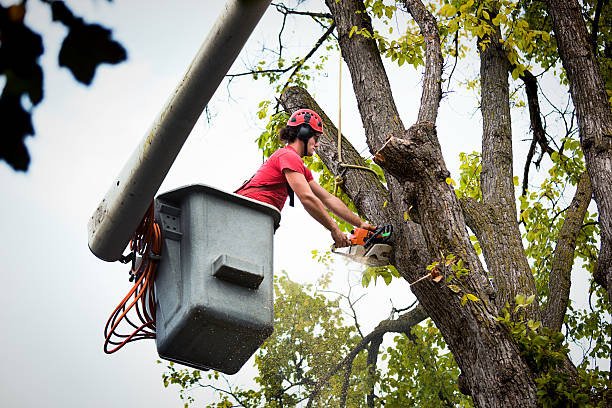 Best Tree Removal Contractors  in Conestee, SC